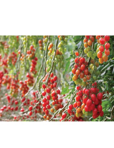 PENDRAGON F1, 100 sem. - seminte...