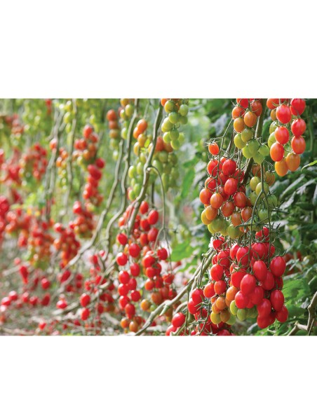 PENDRAGON F1, 100 sem. - seminte Tomate fructe mini-prunișoare, roșii, cu rezistență la ToBRFV (IR)