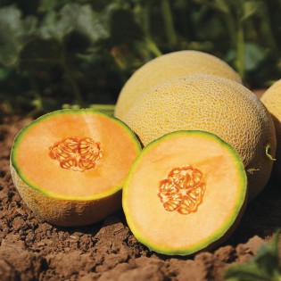 GARFIELD F1, 500 sem. -...