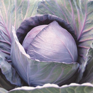 ROMANOV F1, 1000 sem. -...