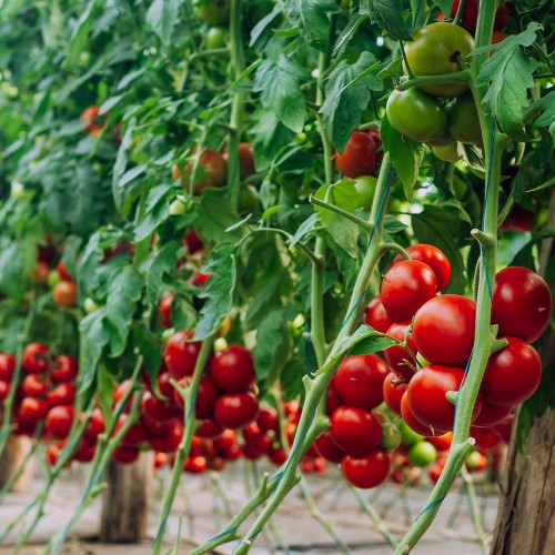 GALICENO F1, 500 sem. -  seminte...