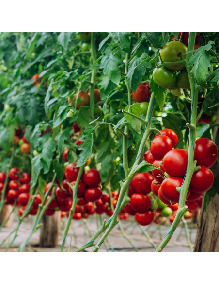 GALICENO F1, 500 sem. -  seminte Tomate (V)