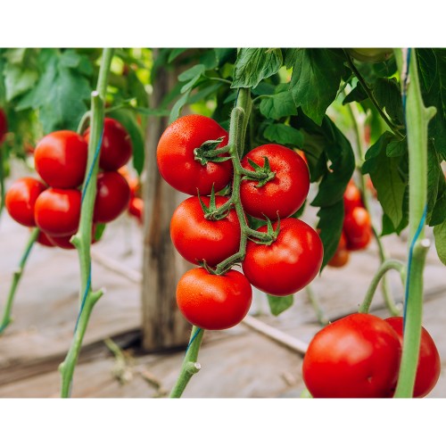 GALICENO F1, 500 sem. -  seminte...