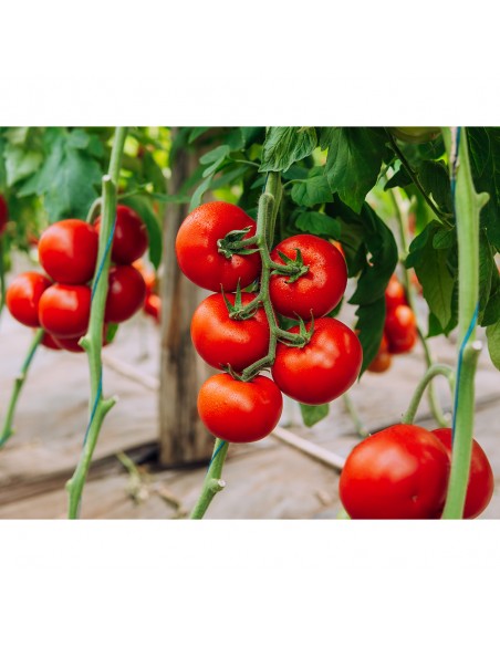 GALICENO F1, 500 sem. -  seminte Tomate (V)