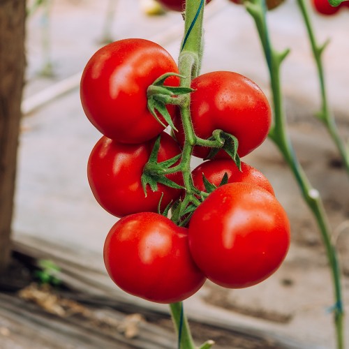 GALICENO F1, 500 sem. -  seminte...