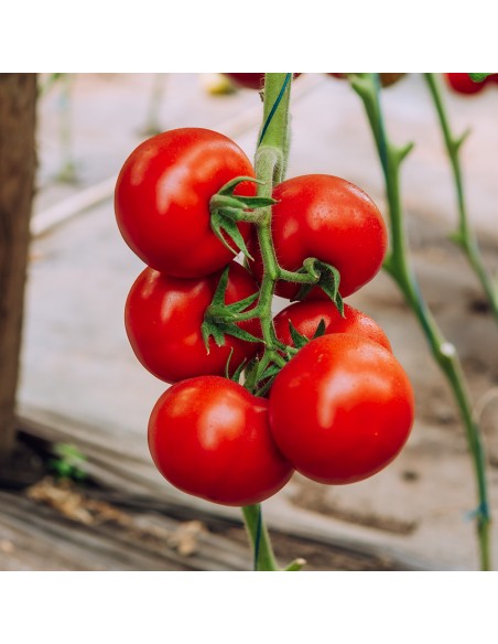 GALICENO F1, 500 sem. -  seminte Tomate (V)