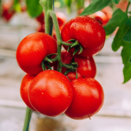 GALICENO F1, 500 sem. -  seminte...