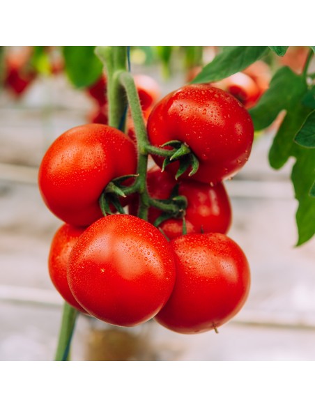GALICENO F1, 500 sem. -  seminte Tomate (V)