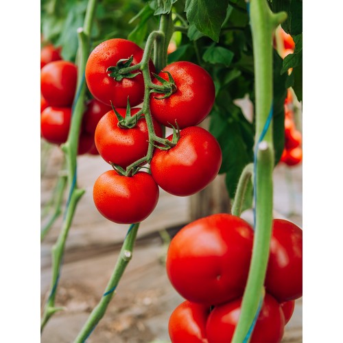 GALICENO F1, 500 sem. -  seminte...