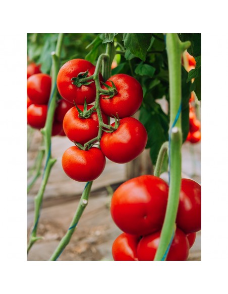 GALICENO F1, 500 sem. -  seminte Tomate (V)