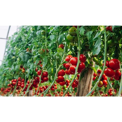 GALICENO F1, 500 sem. -  seminte...