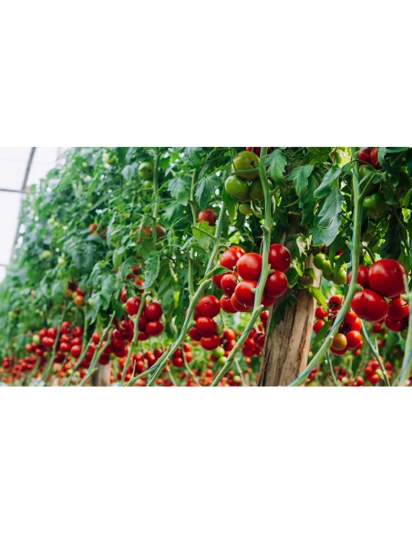 GALICENO F1, 500 sem. -  seminte Tomate (V)