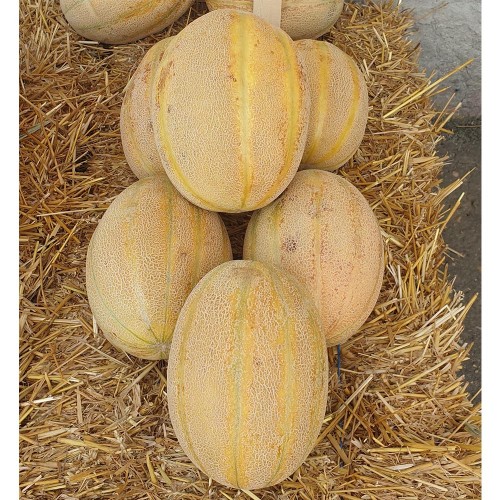 AMETHYST F1, 500 sem. - seminte...