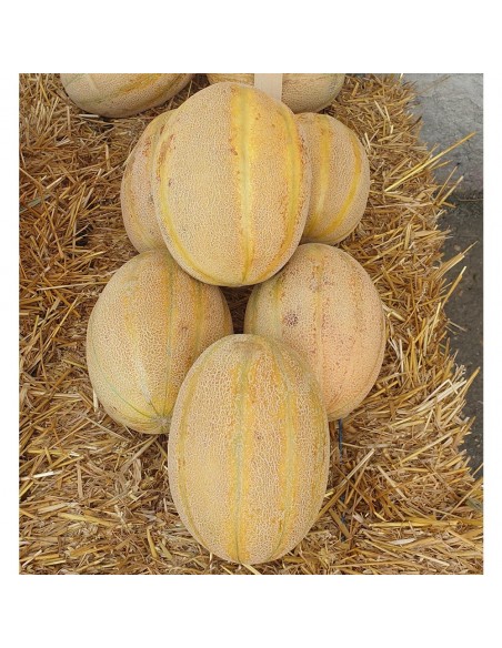 AMETHYST F1, 500 sem. - seminte Pepene galben feliat (tip bulgaresc) (V)