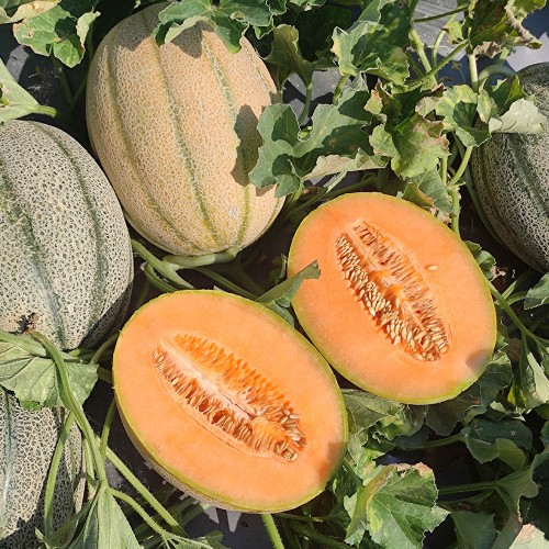 AMETHYST F1, 500 sem. - seminte...