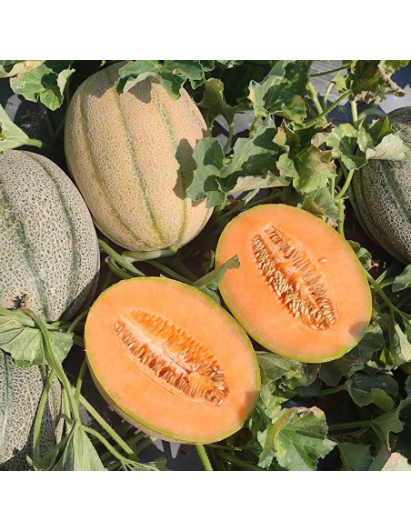 AMETHYST F1, 500 sem. - seminte Pepene galben feliat (tip bulgaresc) (V)