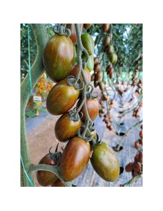 BLACKFIELD F1, 100 sem. -...