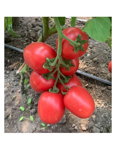 PINK SOUL F1, 500 sem. - seminte...