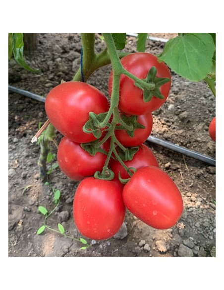 PINK SOUL F1, 500 sem. - seminte Tomate prunisoara roz (V)