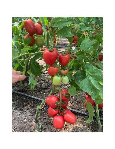 PINK SOUL F1, 500 sem. - seminte...