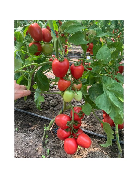 PINK SOUL F1, 500 sem. - seminte Tomate prunisoara roz (V)