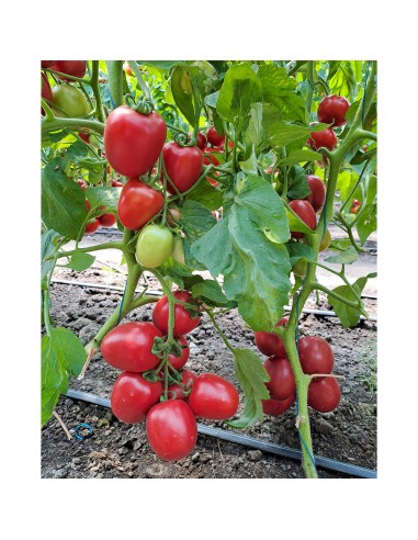 PINK SOUL F1, 500 sem. - seminte...