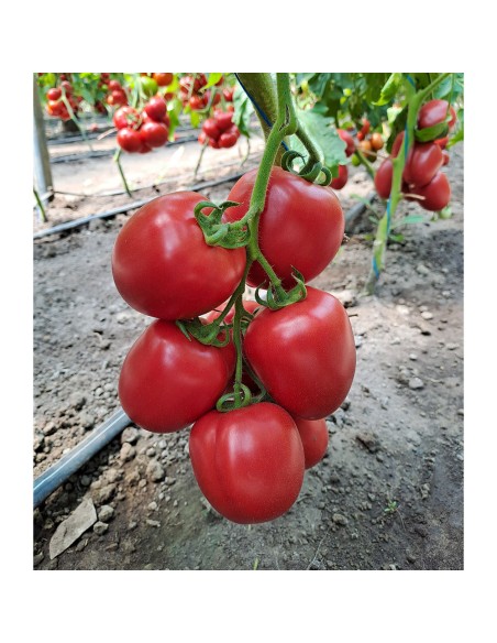 PINK SOUL F1, 500 sem. - seminte Tomate prunisoara roz (V)