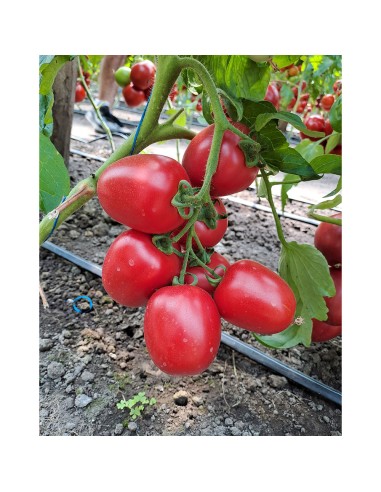 PINK SOUL F1, 500 sem. - seminte...