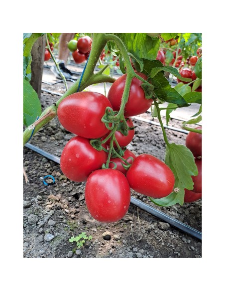 PINK SOUL F1, 500 sem. - seminte Tomate prunisoara roz (V)