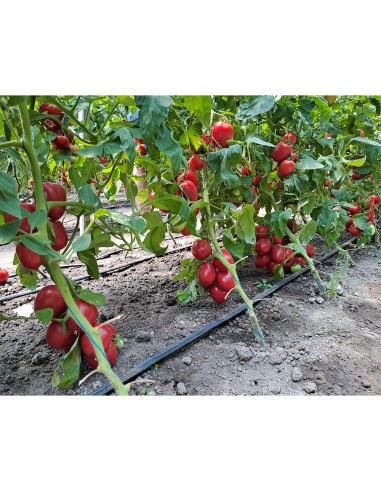 PINK SOUL F1, 500 sem. - seminte...