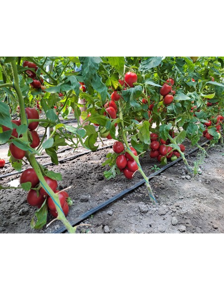 PINK SOUL F1, 500 sem. - seminte Tomate prunisoara roz (V)