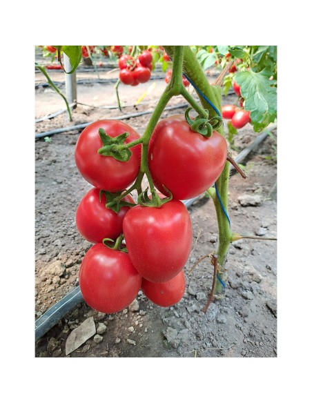 PINK SOUL F1, 500 sem. - seminte Tomate prunisoara roz (V)