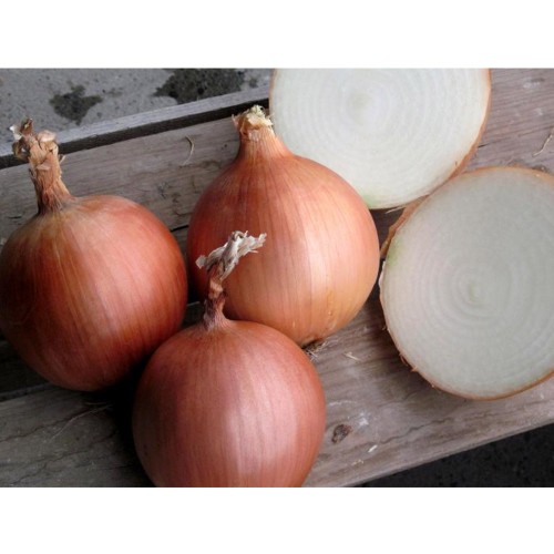 RHINO F1 (V), 250000 sem. - seminte...