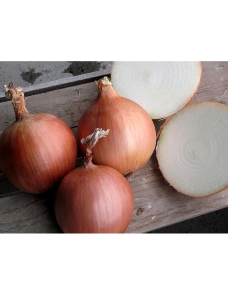 RHINO F1 (V), 250000 sem. - seminte Ceapa aurie