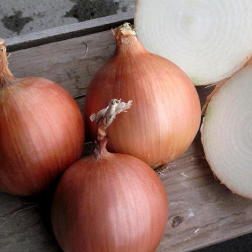 RHINO F1 (V), 250000 sem. - seminte...