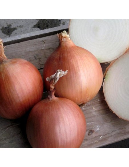 RHINO F1 (V), 250000 sem. - seminte Ceapa aurie