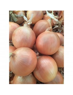 MERANTO F1 (V) - seminte... 2