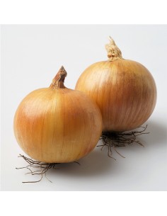 MERANTO F1 (V) - seminte...