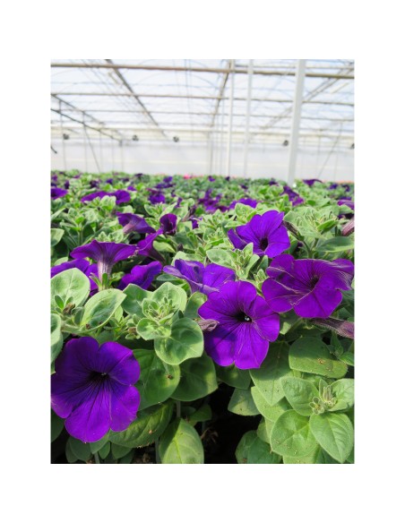 TURBA pt. petunii, surfinii, vinca curgatoare KEKKILA OPM 525 W Cl Fe, pH 5.2 - 300 litri