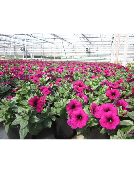 TURBA pt. petunii, surfinii, vinca curgatoare KEKKILA OPM 525 W Cl Fe, pH 5.2 - 300 litri