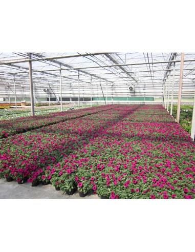 TURBA pt. petunii, surfinii, vinca...