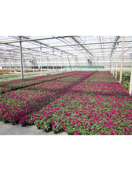 TURBA pt. petunii, surfinii, vinca curgatoare KEKKILA OPM 525 W Cl Fe, pH 5.2 - 300 litri