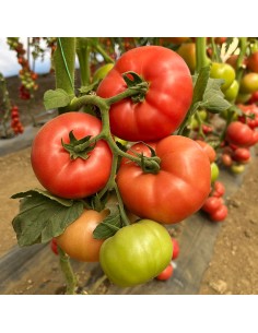 ROSASTELLA F1, 500 sem. -...