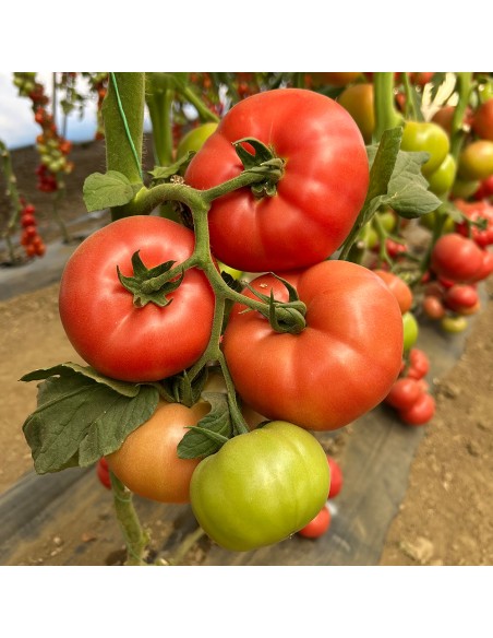ROSASTELLA F1, 500 sem. - seminte Tomate roz rezistente la ToBRFV