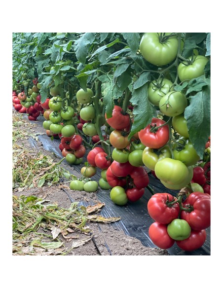 ROSASTELLA F1, 500 sem. - seminte Tomate roz, cu rezistență la ToBRFV