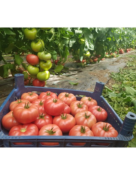 ROSASTELLA F1, 500 sem. - seminte Tomate roz rezistente la ToBRFV