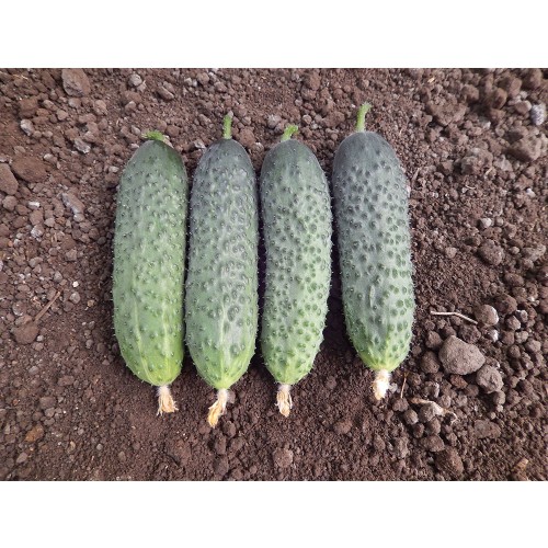 KITTO F1, 500 sem. - seminte...