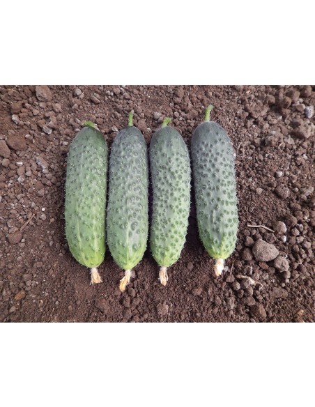 KITTO F1, 500 sem. - seminte Castraveti tip cornichon