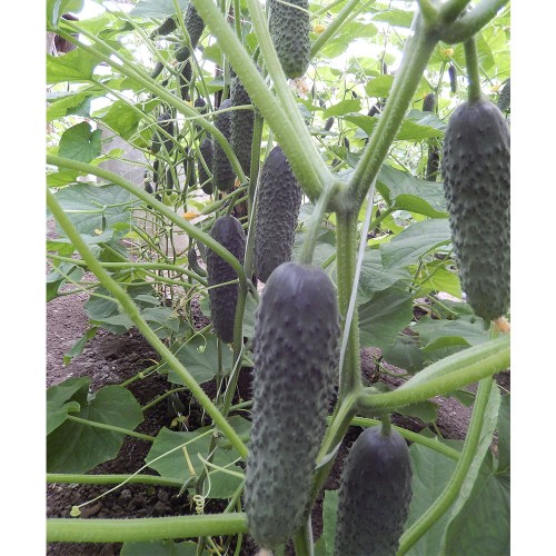 KITTO F1, 500 sem. - seminte...