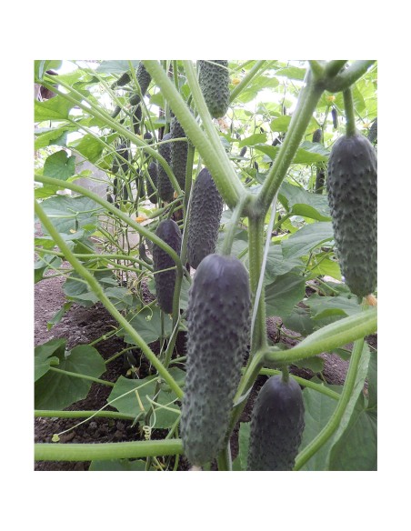 KITTO F1, 500 sem. - seminte Castraveti tip cornichon